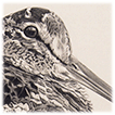 Woodcock drawing